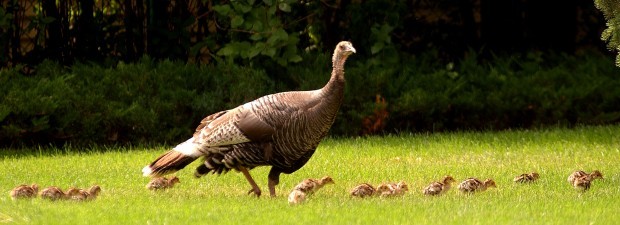 Cooking wild turkey: tips for taming your bird