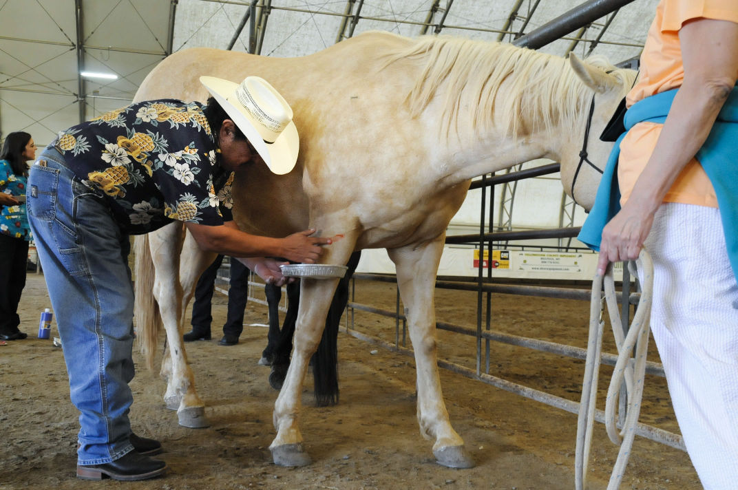 Families connect with culture through equine therapy Montana News