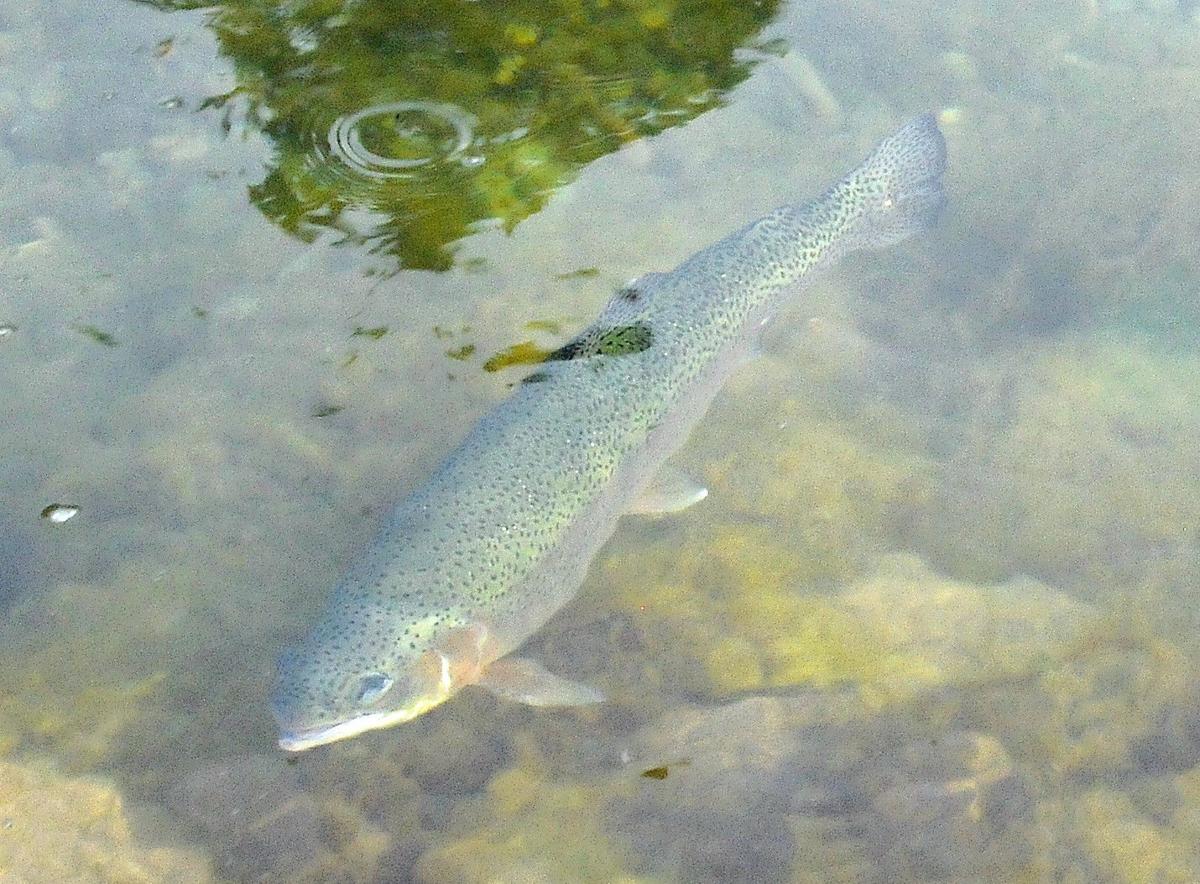 Rainbow trout