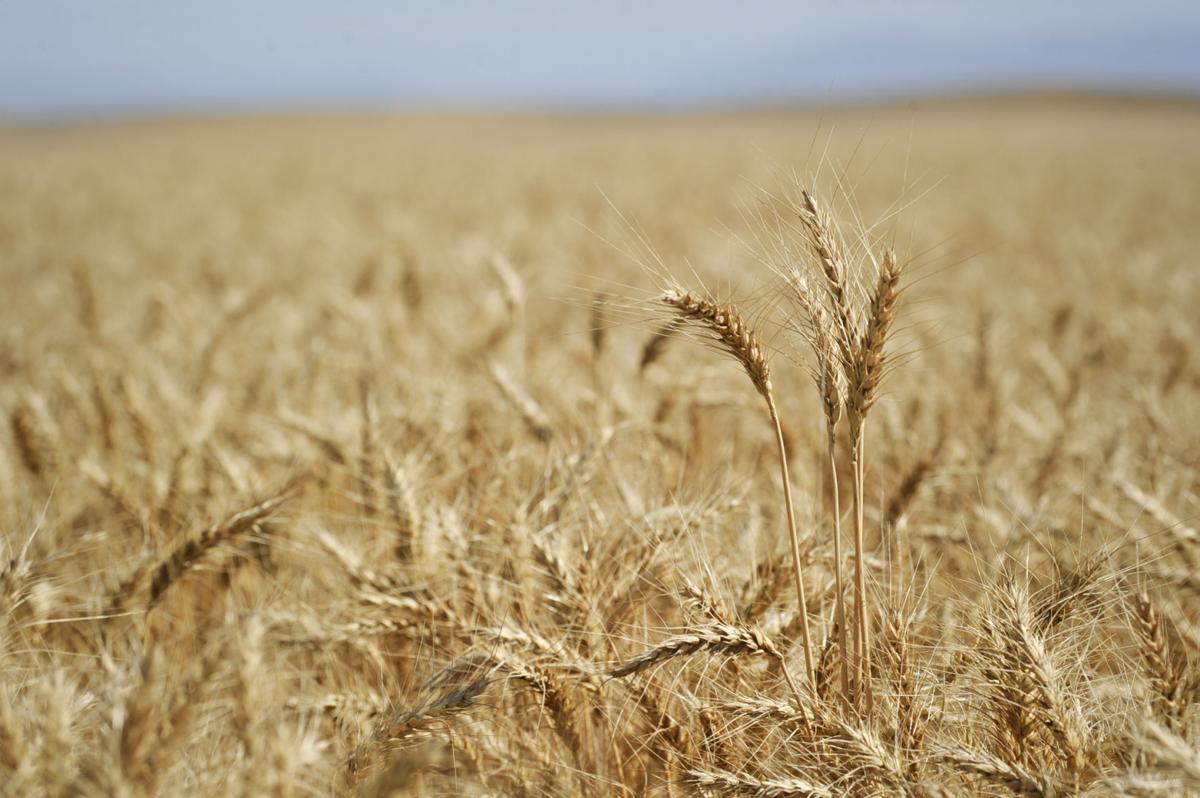 Montana wheat prices up sharply as new markets open State & Regional