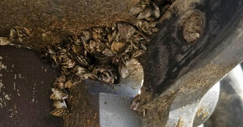 Anaconda FWP station stops boat with zebra mussels
