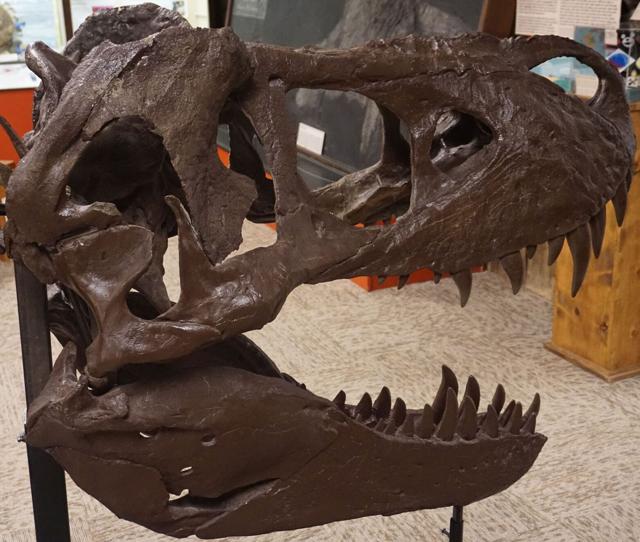 wyrex t rex