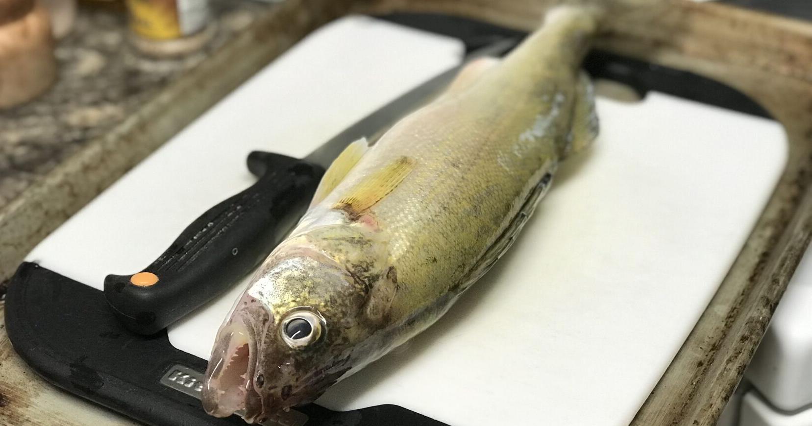 Missouri River walleye population climbs above Canyon Ferry - Vimarsana News