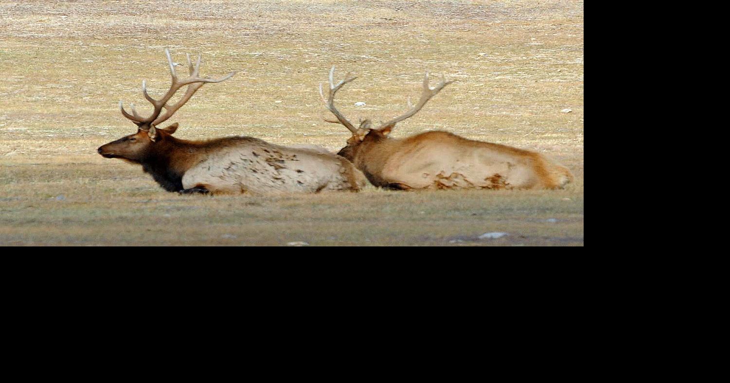 Bozeman elk symposium seeks management solutions