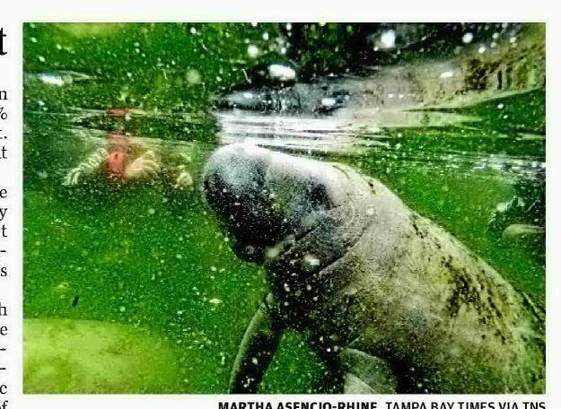Florida manatees may rejoin endangered species list