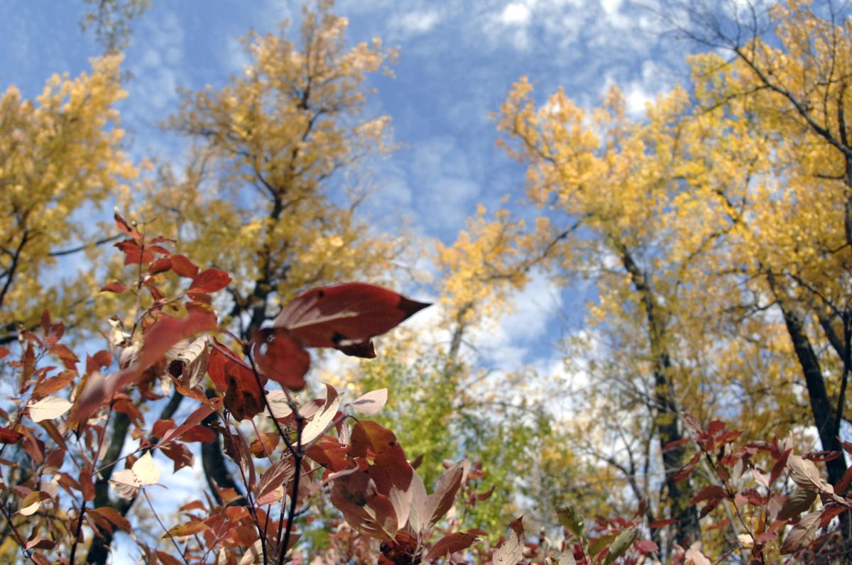 autumn-trail