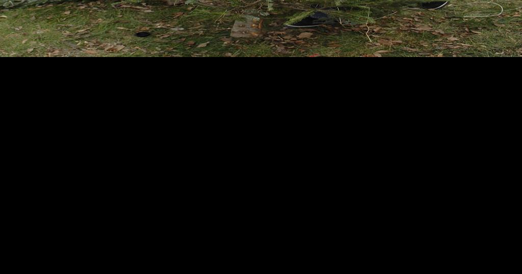 Christmas tree sales begin in Bismarck and Mandan