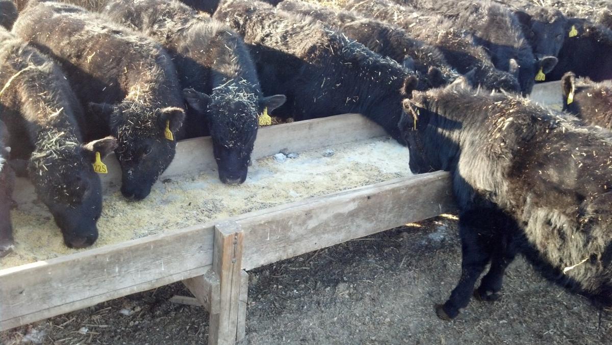 Calves