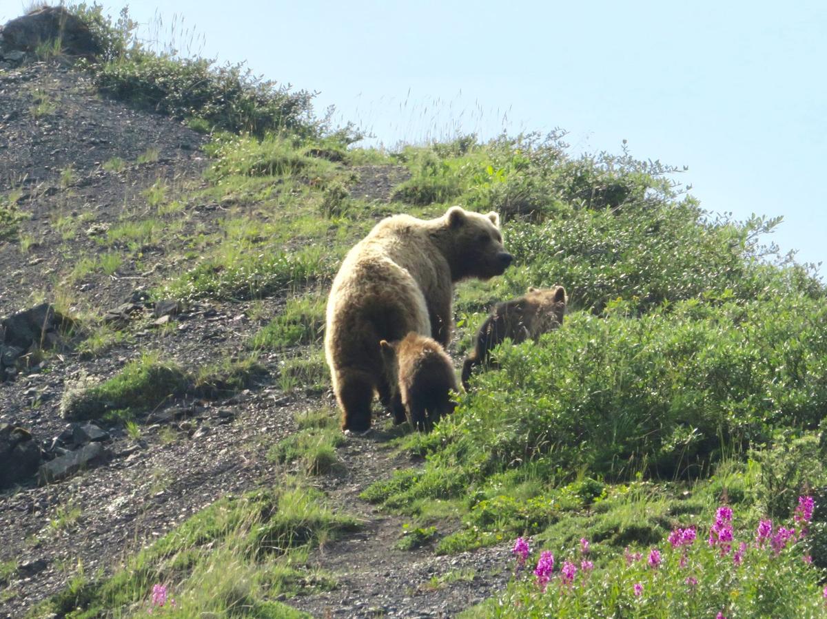 Bear and cubs
