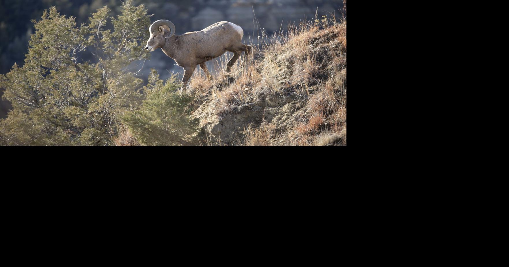 Bighorn, moose and elk harvest stats released