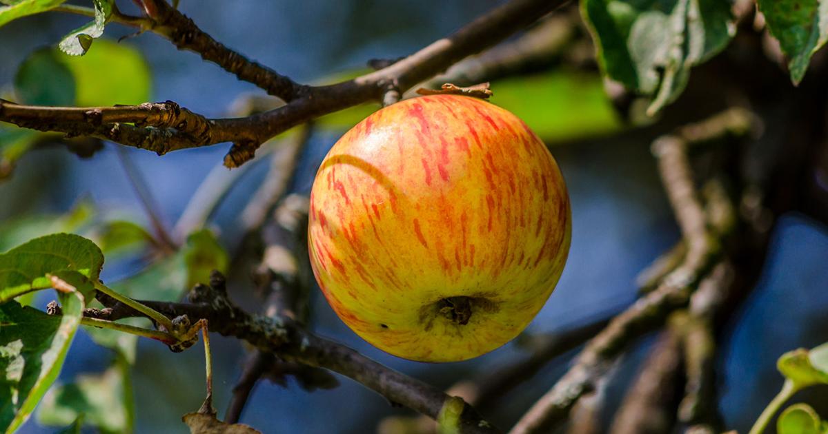 Apple Tree Identifier Dakota Gardener: Apple tree identification