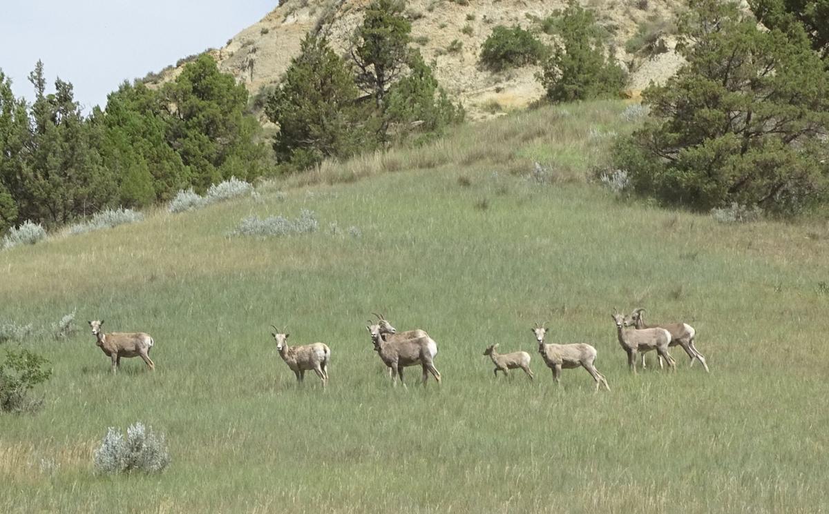 Bighorn Sheep