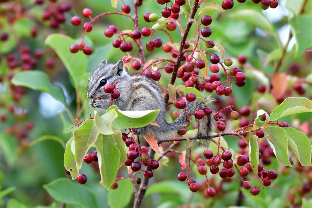 Cherries For Lunch!