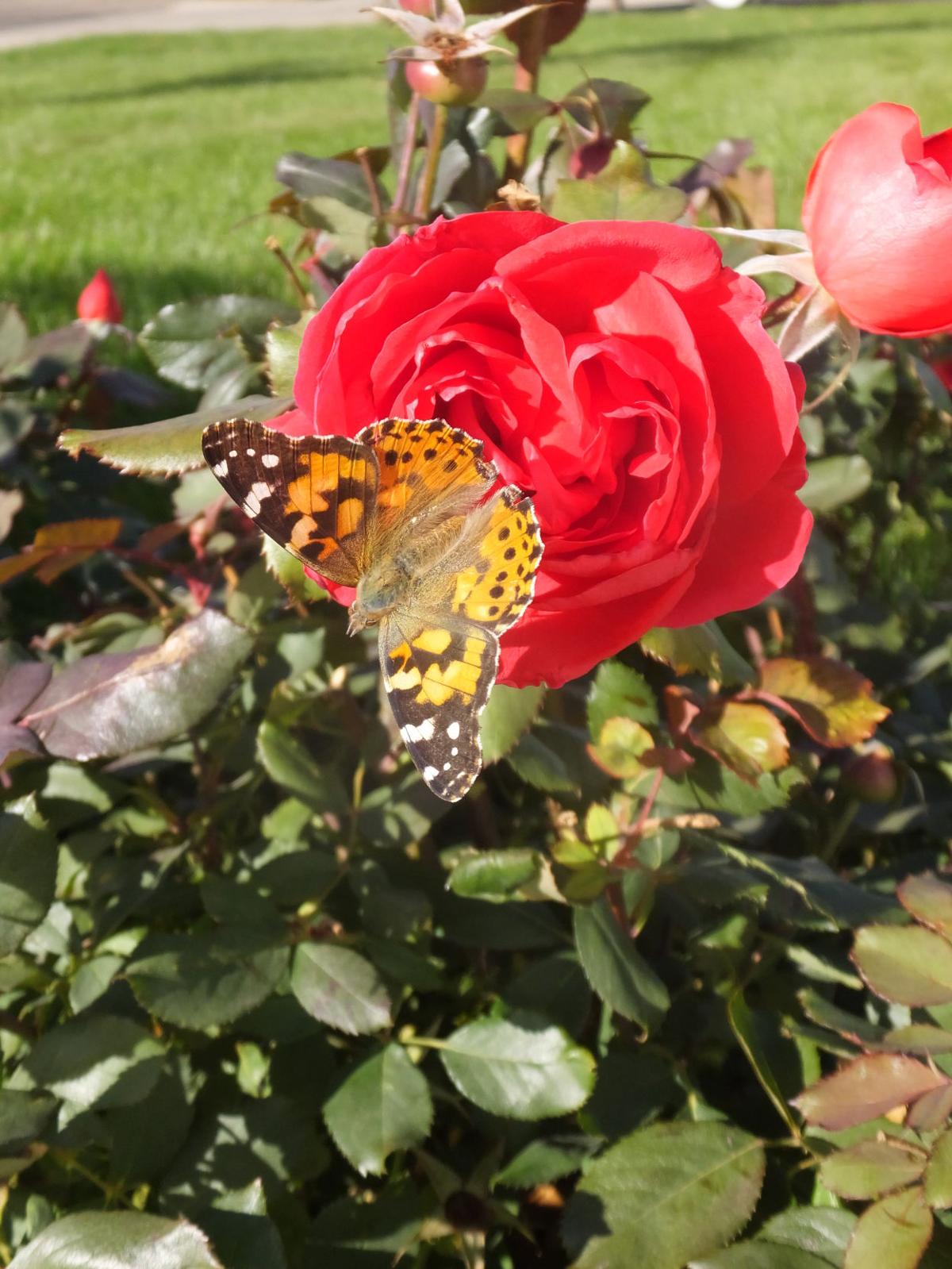 Monarch Butterfly