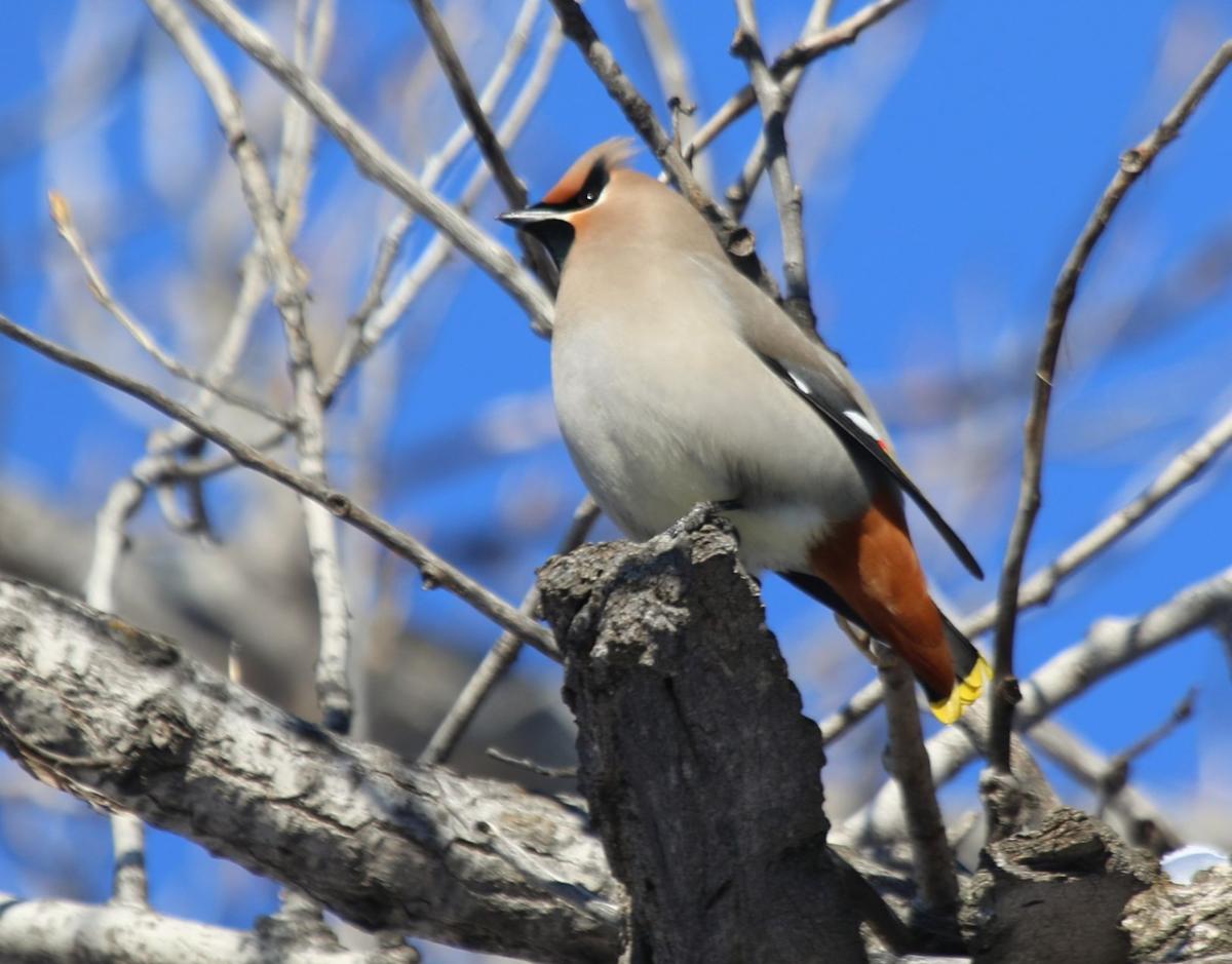 Cedar Waxwing