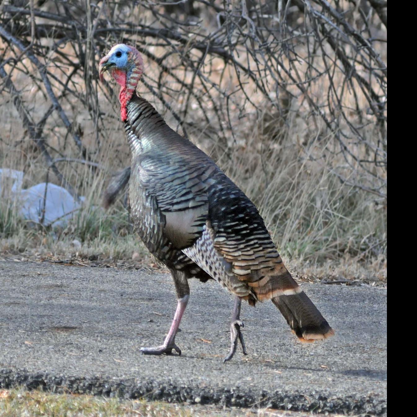 Bismarck To Accept Applications For Urban Deer Turkey Seasons Bismarck Bismarcktribune Com