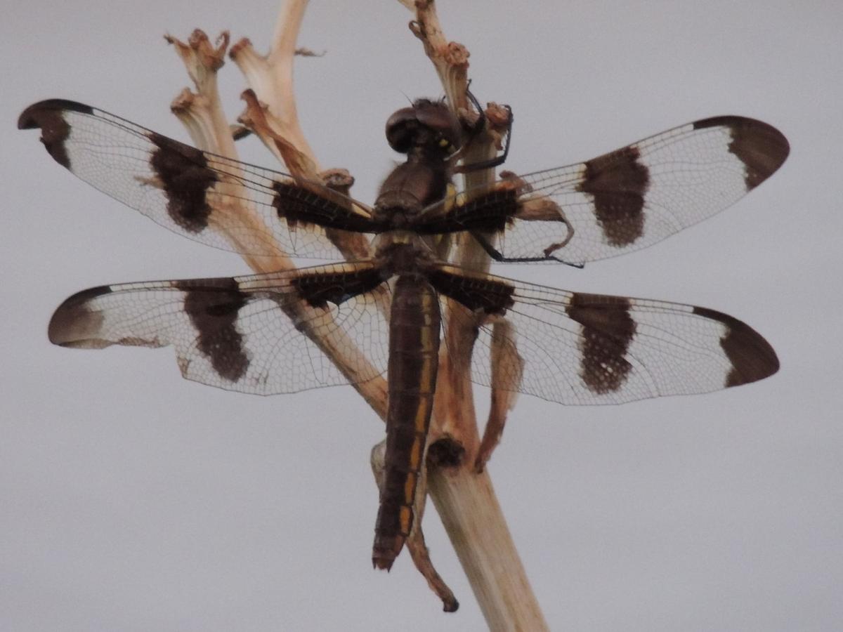 Twelve-spotted Skimmer Dragonfly