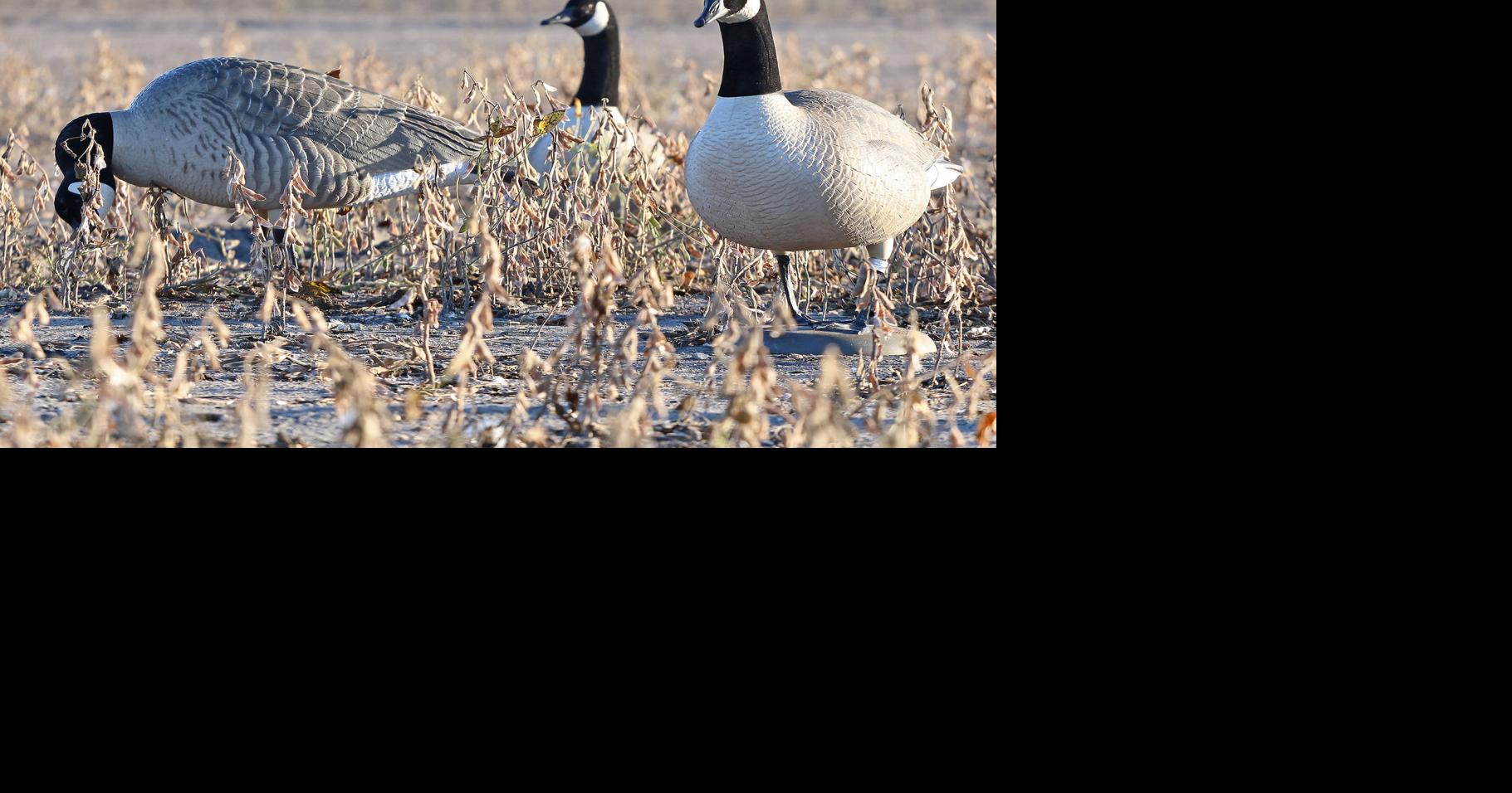 Early goose season now open