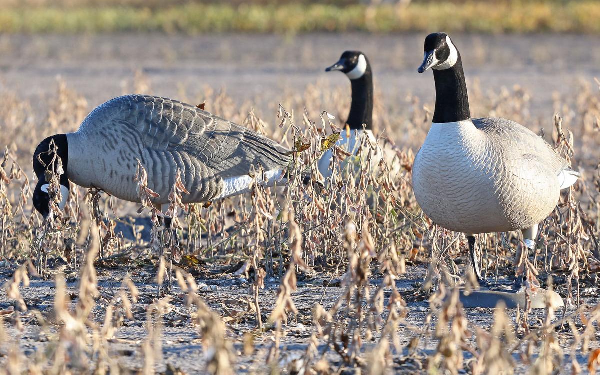 Early goose season now open Outdoors
