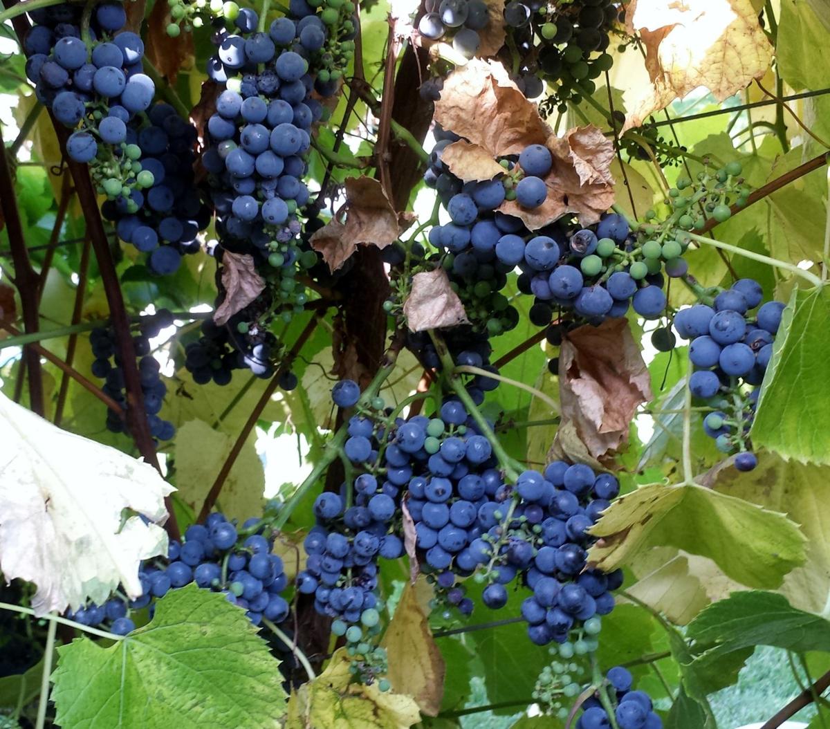 Fruits of Fall