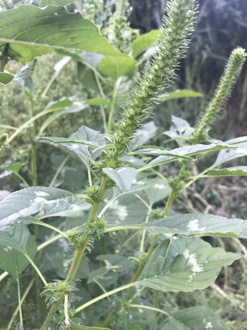 Palmer amaranth