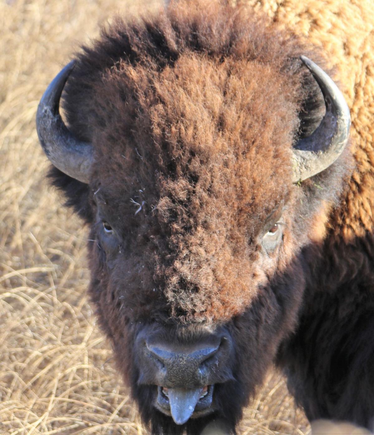 For Bison Fans