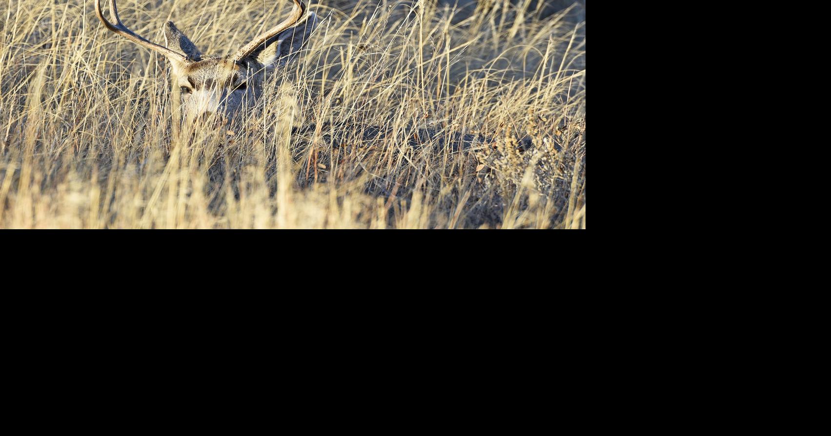 North Dakota deer licenses drop below 40,000, to near record low