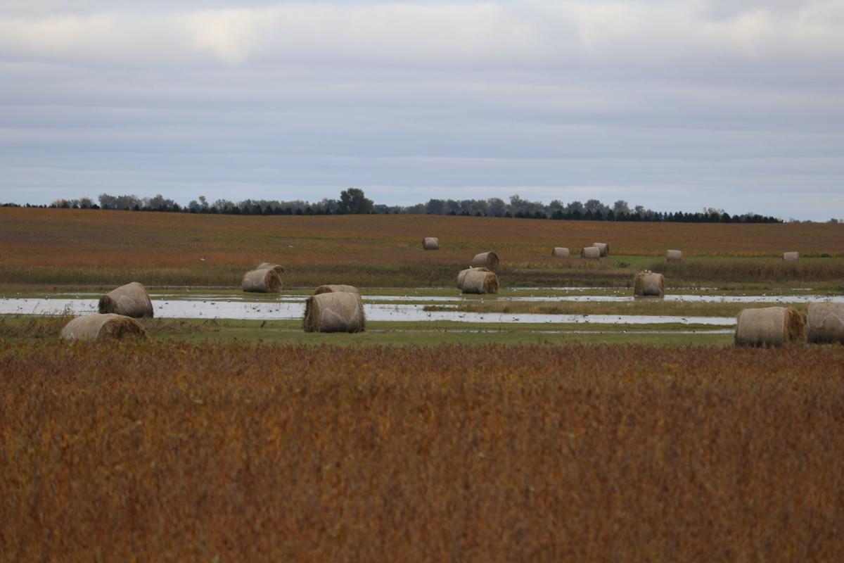 Wet hayfield