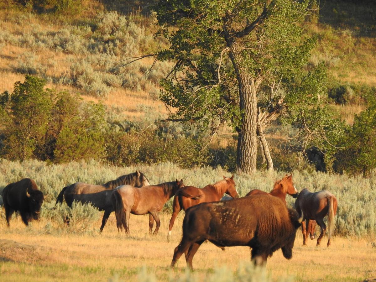 Buffalo and Mustangs