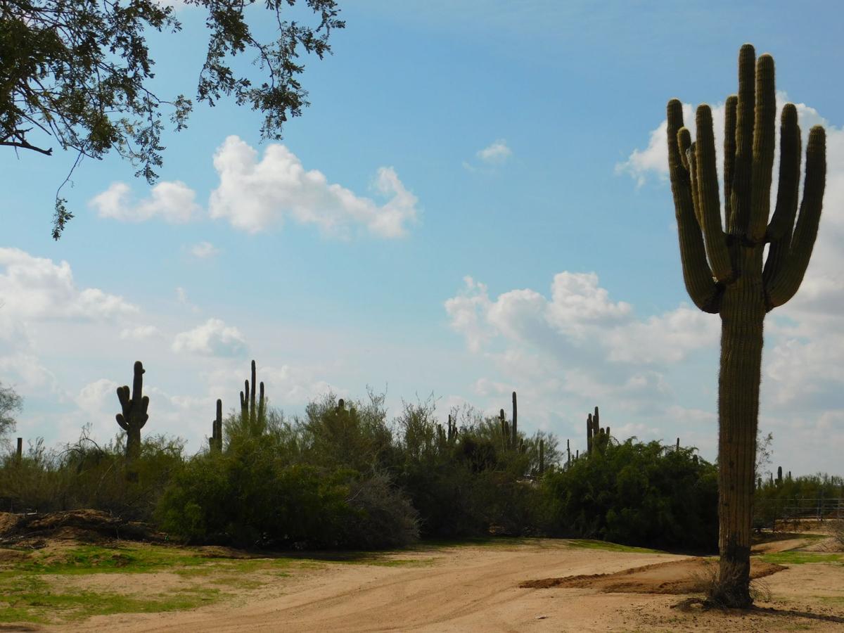 Saguaro