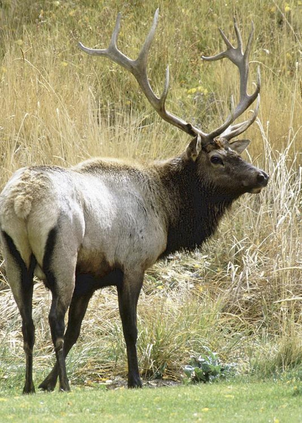 big roosevelt elk