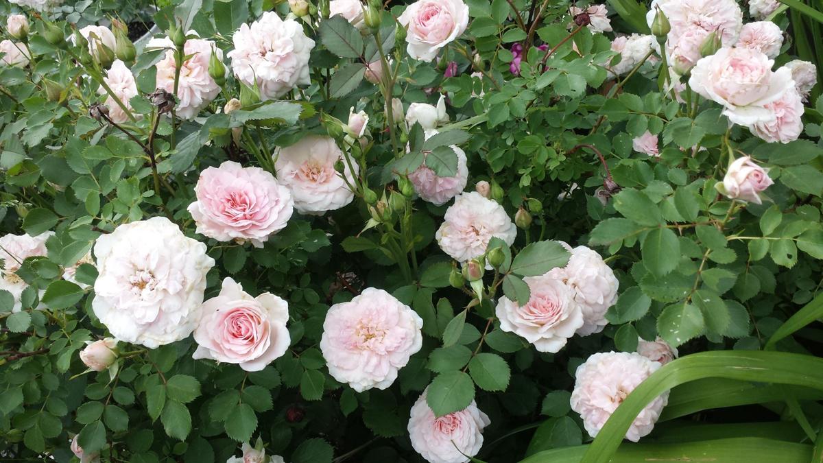 Softness of Spring (3)