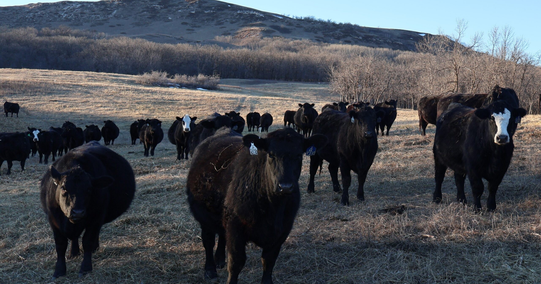 ND group might buy cattle company that owes millions - Vimarsana News