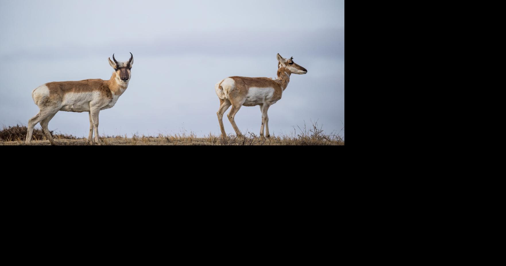 Pronghorn hunting licenses increase in North Dakota