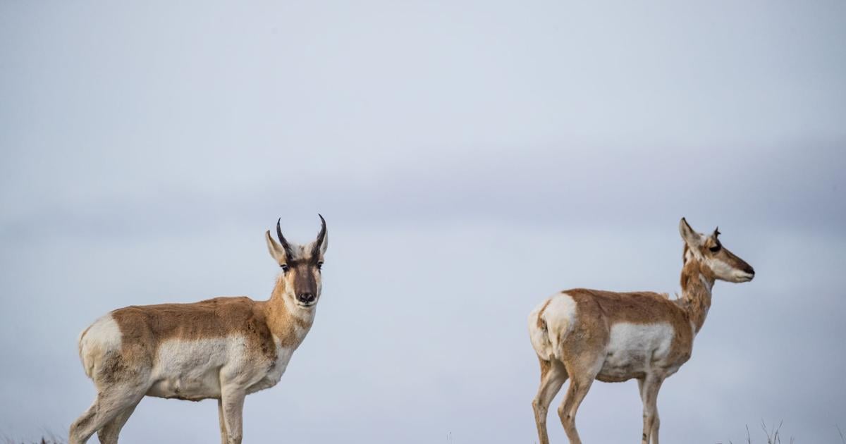 Pronghorn hunting licenses increase in North Dakota