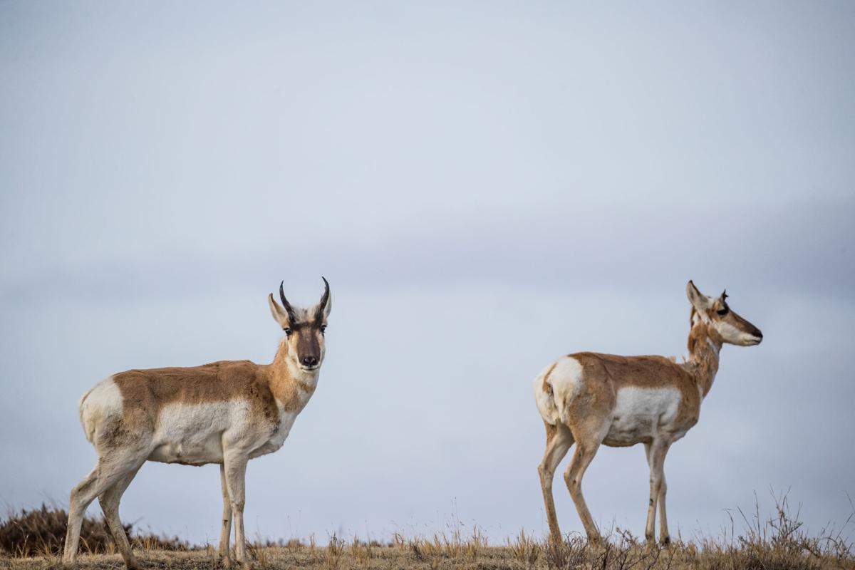 Pronghorn hunting licenses increase in North Dakota