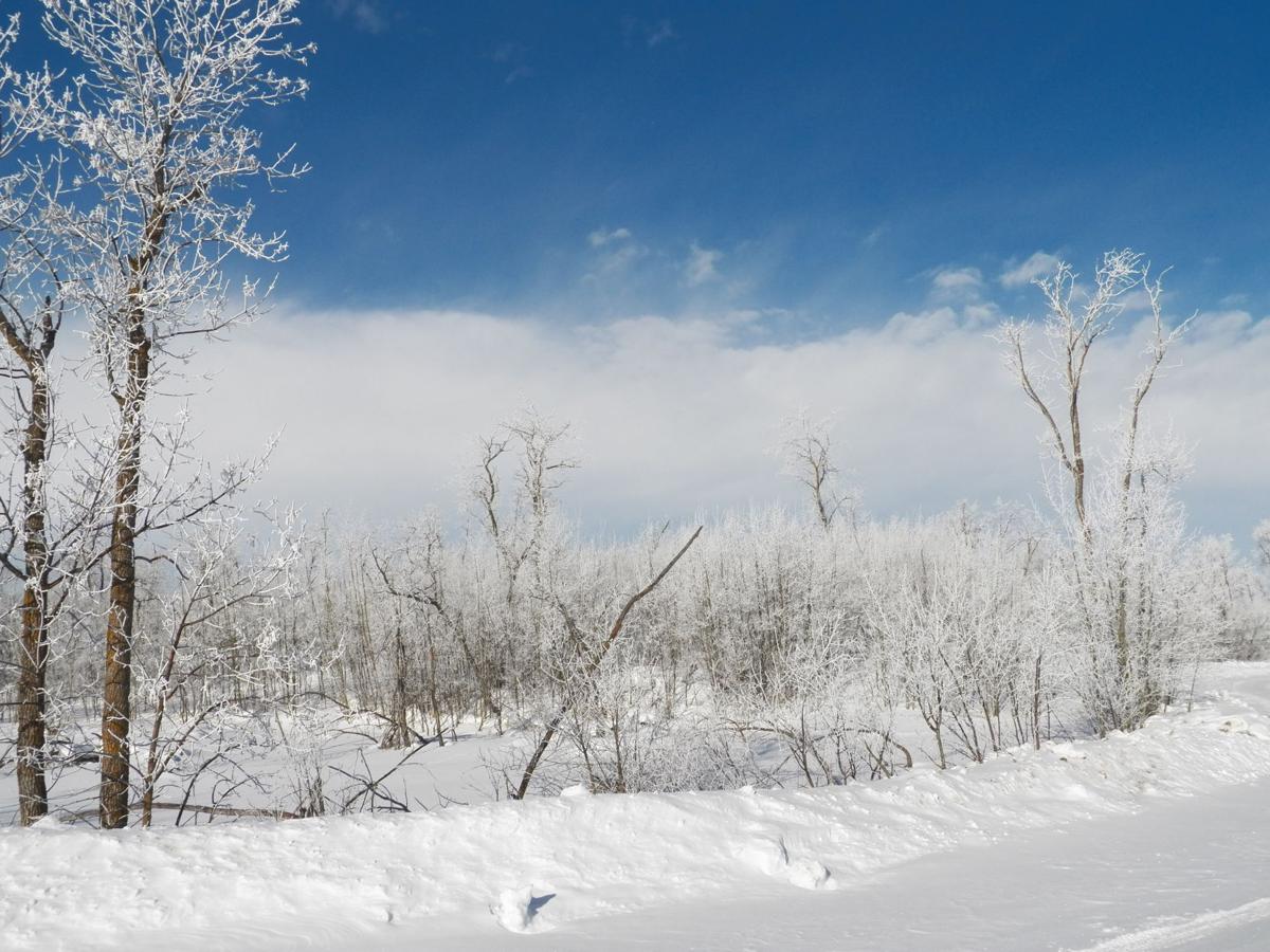 Frosty Trees after the morning fog