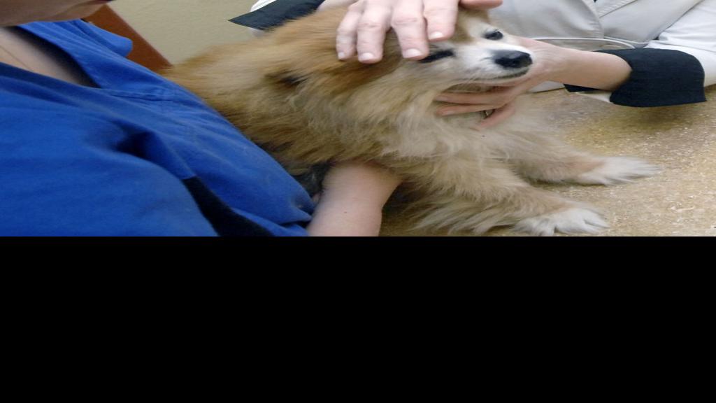 Veterinarians Jobs Available But Debts To Pay Bismarck Mandan
