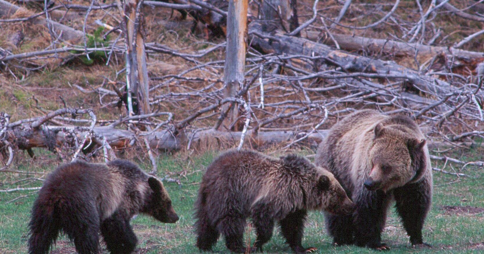 Grizzly advocates seek block on Montana wolf trapping - Vimarsana News