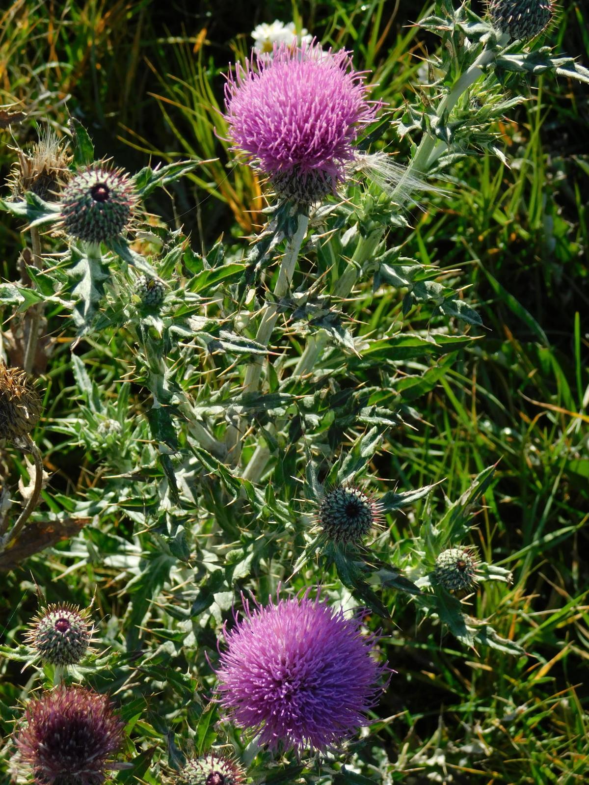 Bull Thistle