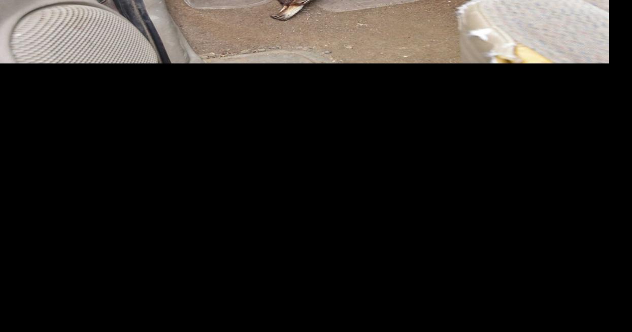 Photos Bismarck Police Impounded Vehicles Auction