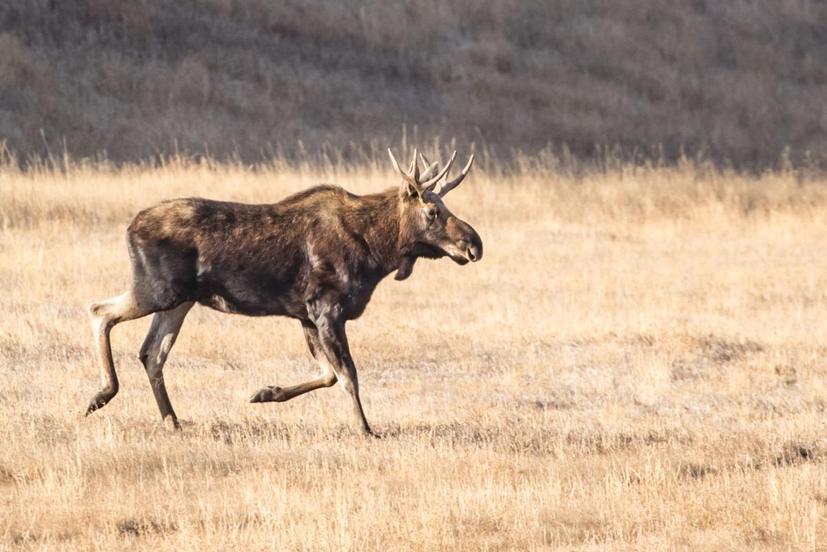 North Dakota elk and moose licenses set; sheep season to be decided later