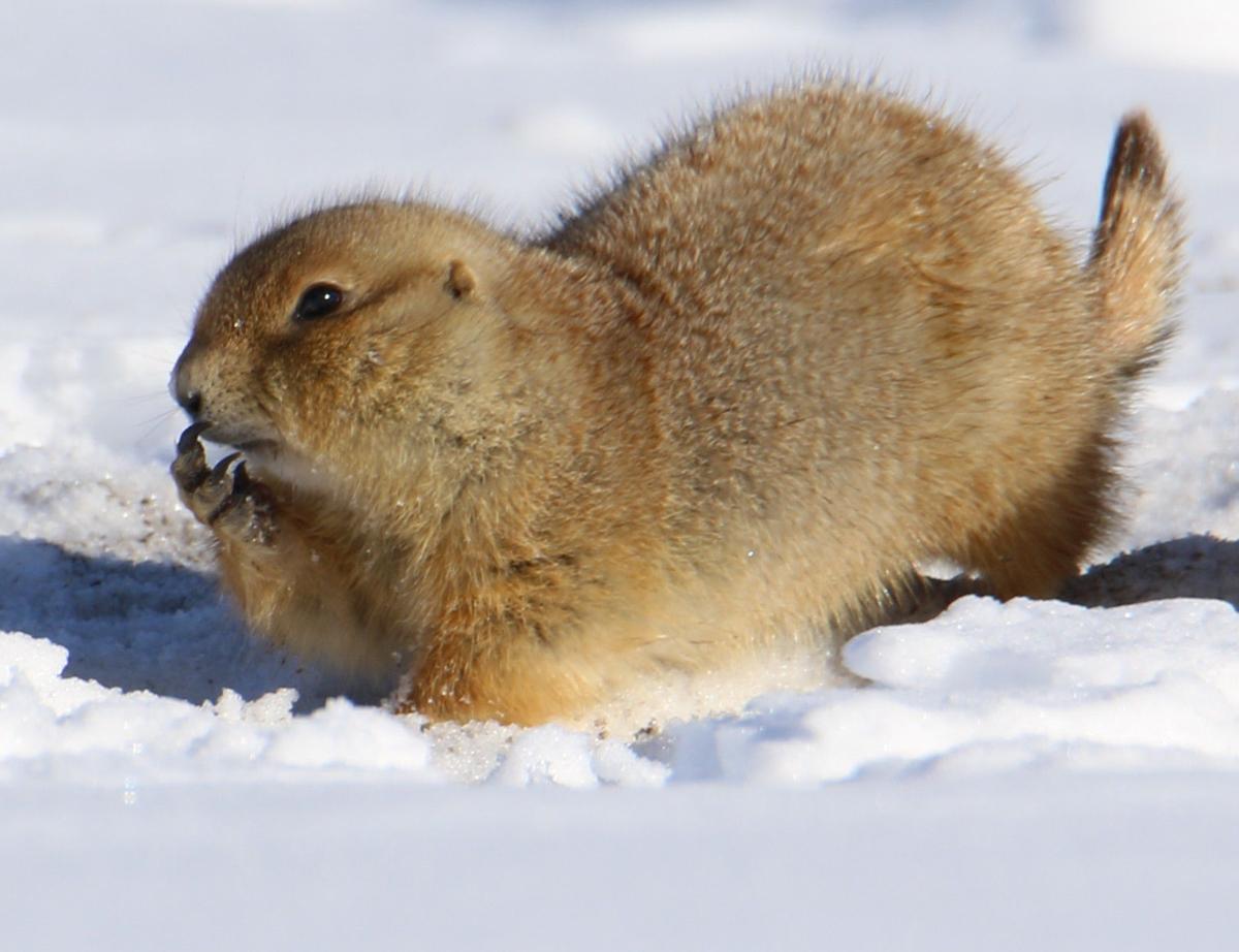 Itchy Nose