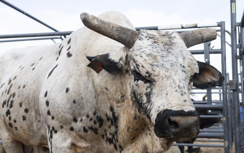 Two-Time World Champion Bull Smooth Operator Passes Away - News