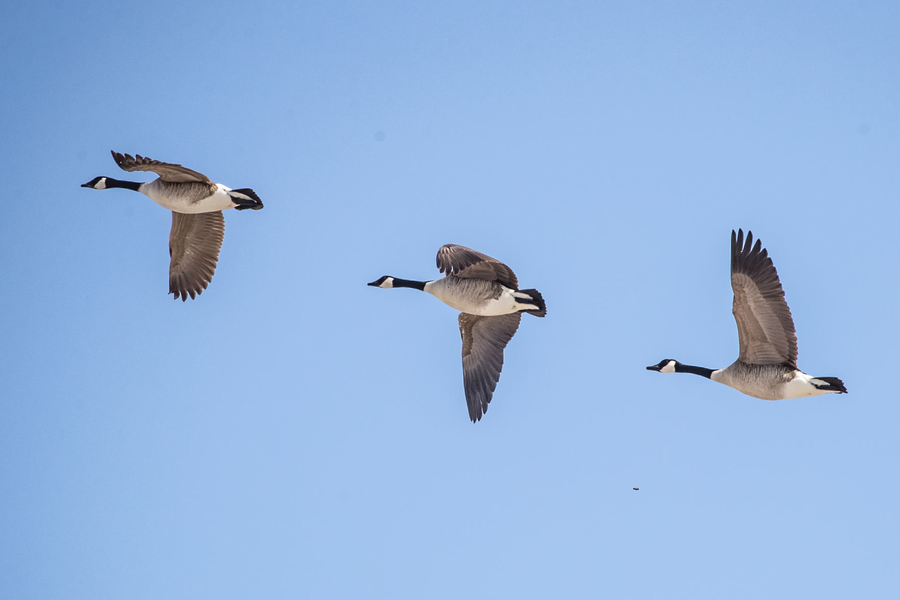 the canada goose down transparency standardtm