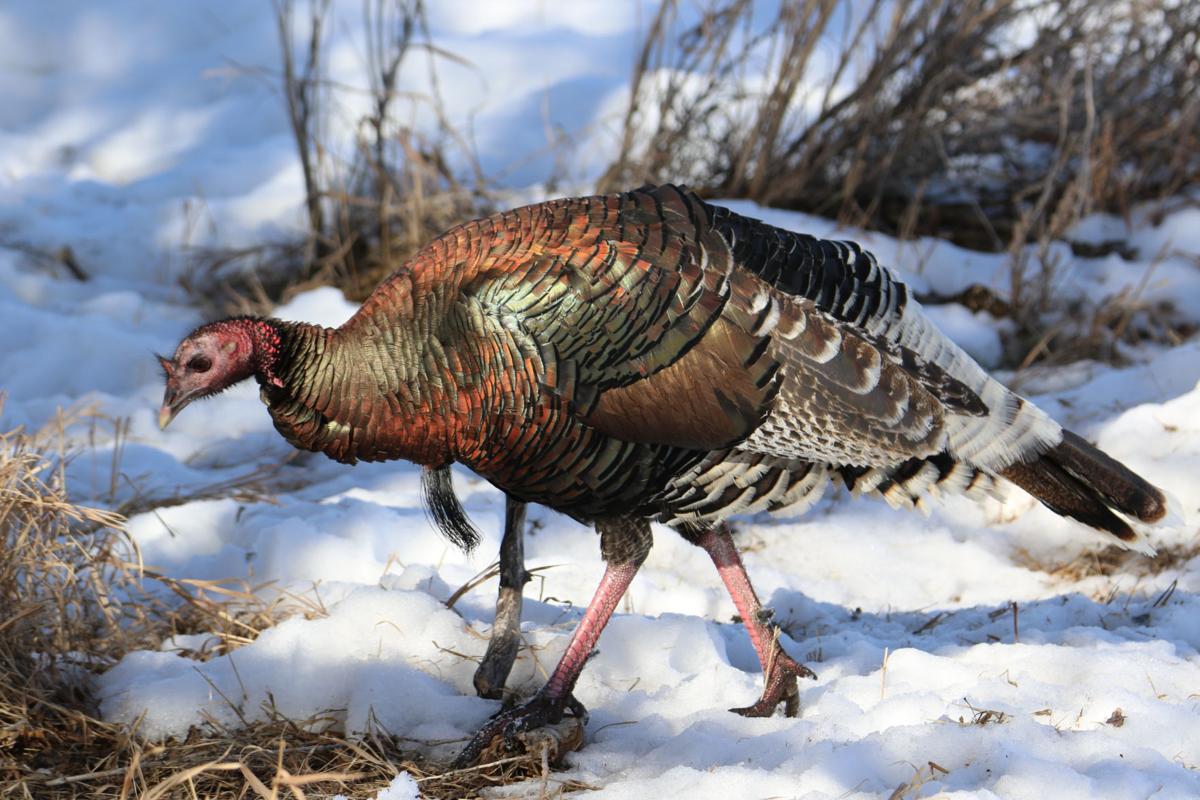 Wild Turkey