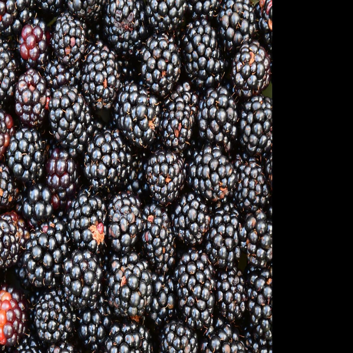 Blackberries support bone health | Food | bismarcktribune.com