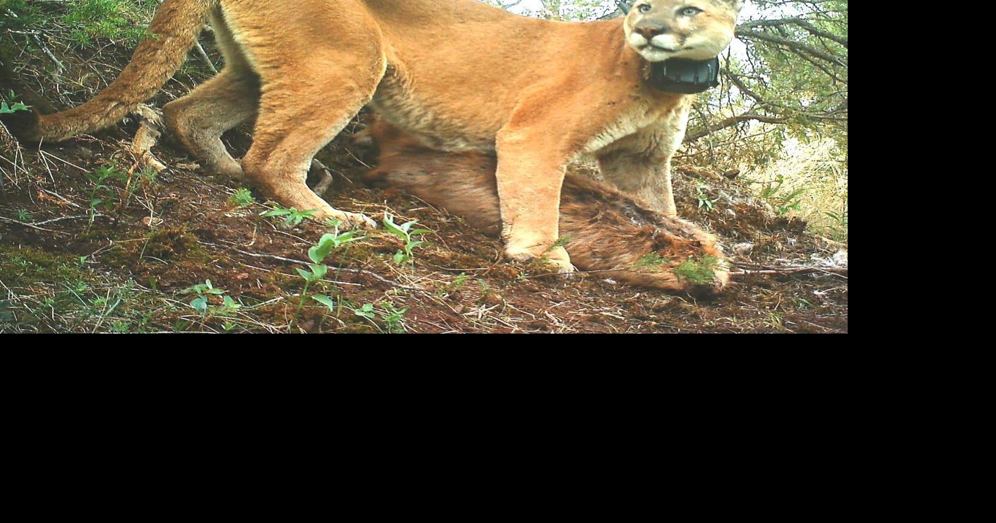 Study mountain lion population declining