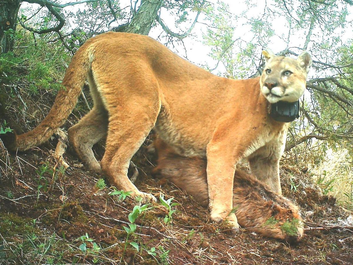 Mt. lion