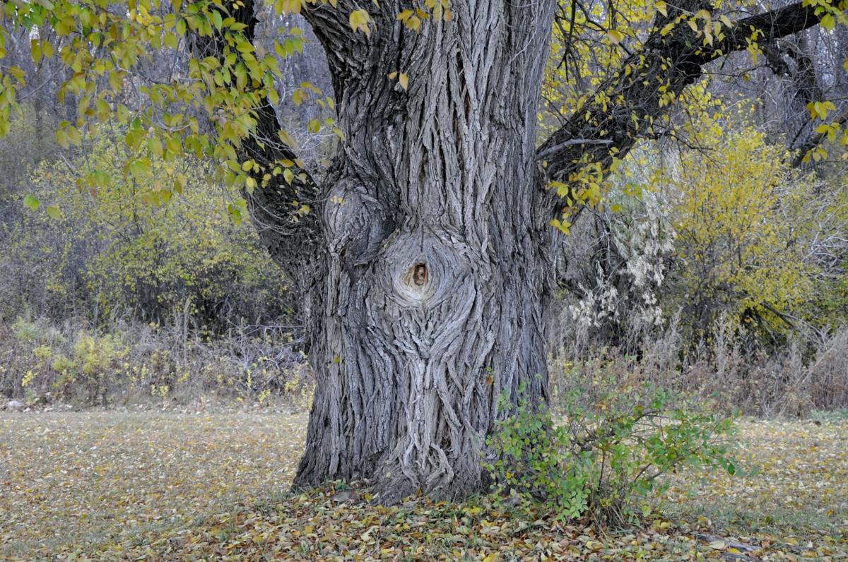 Cottonwood Eye